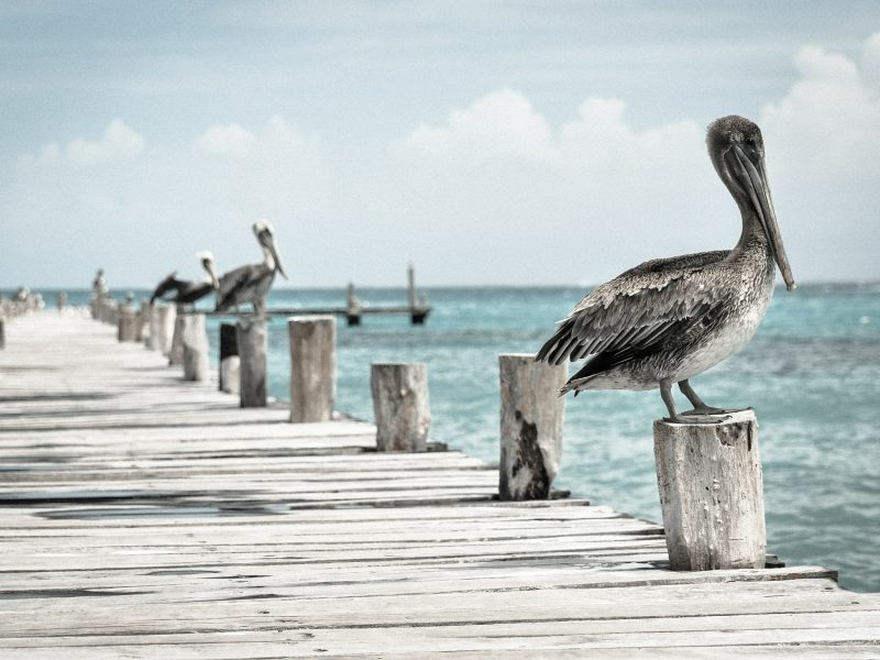 Vivamus a luctus mi Vivamus a luctus mi